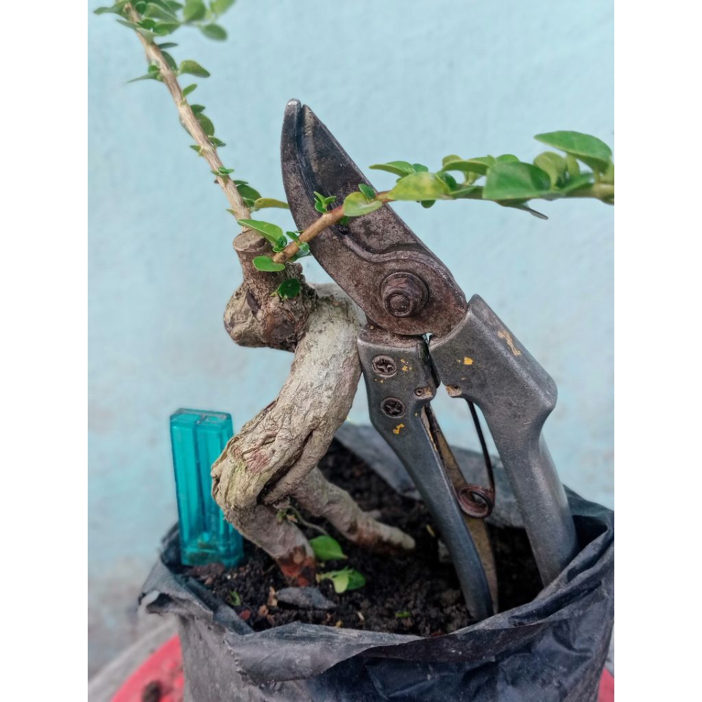 bahan bonsai sancang meliuk-liuk