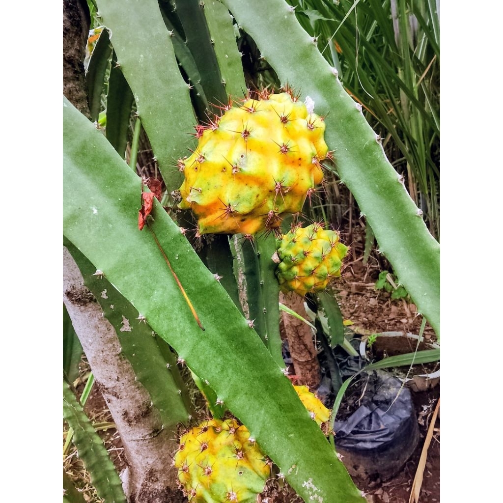 Bibit Buah Naga Palora Ekuador