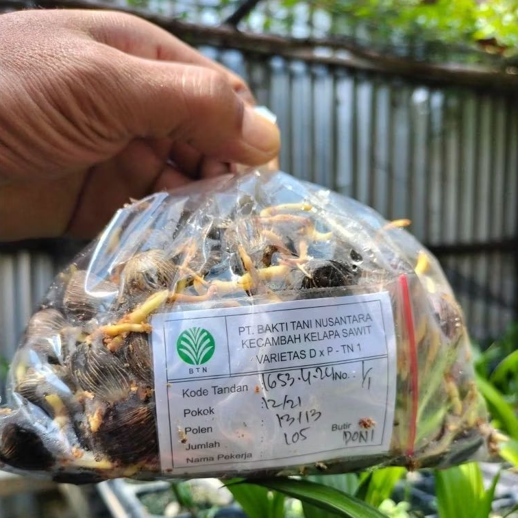 BIBIT SAWIT UNGGUL BERSERTIFIKAT VARIETAS TN 1 (PT. BAKTI TANI NUSANTARA) 250 BUTIR