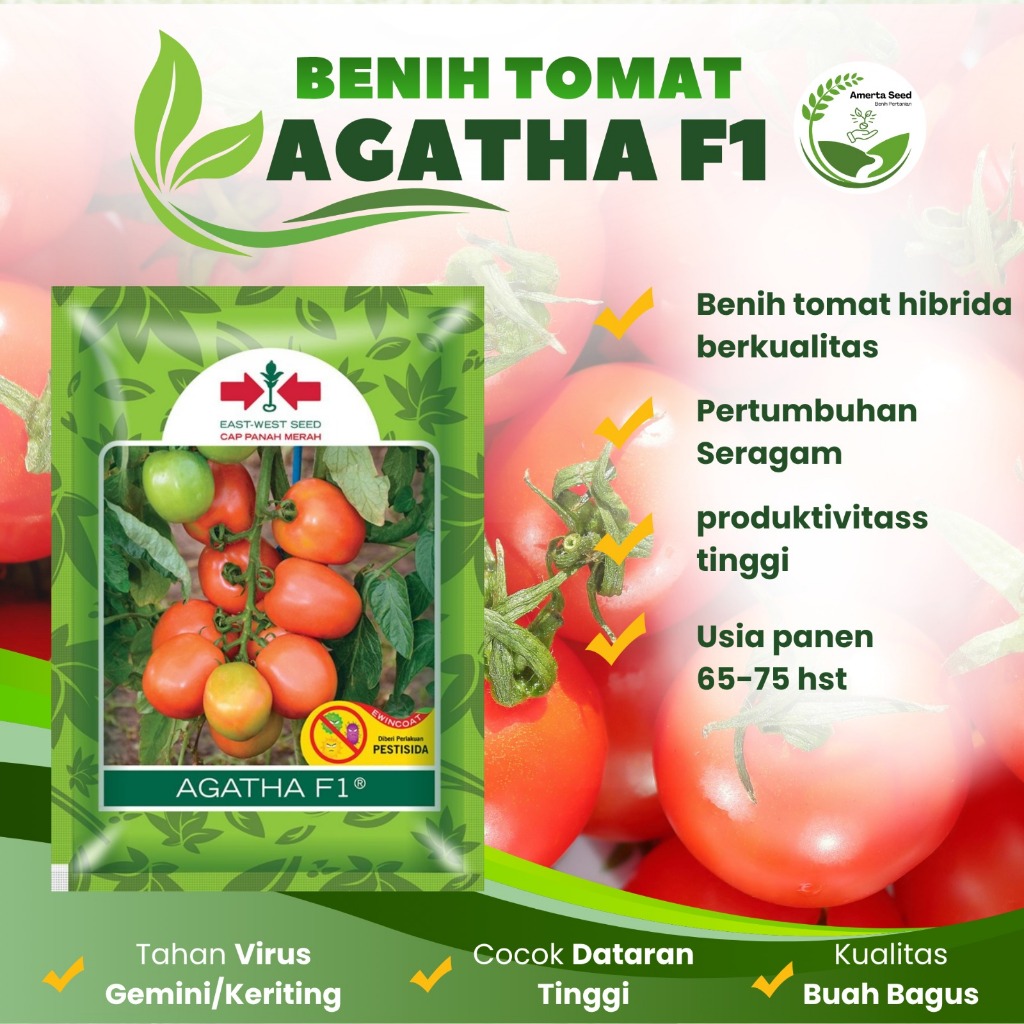 BENIH TOMAT AGATHA F1 | Benih Tomat Unggul Buah Besar Produktif