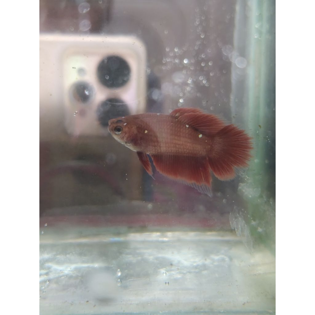 ikan cupang plakat, hm hias realpict