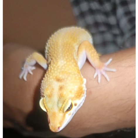 Promo Gecko Leopard Female Cakep Free gutload n Calcium