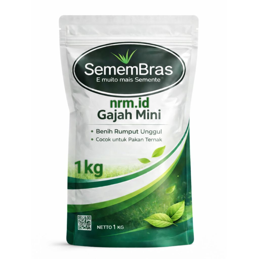 Benih Biji Rumput Gajah Mini Varigata Kemasan 2kg Bibit Rumput Gajah Mini Varigata Kiloan