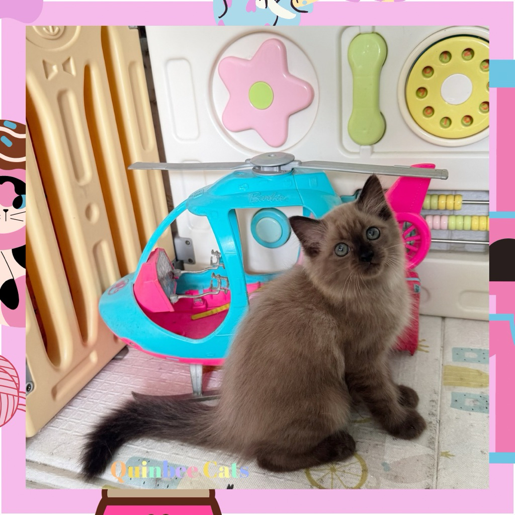 Kucing Himalaya jantan chocolate Cinnamon