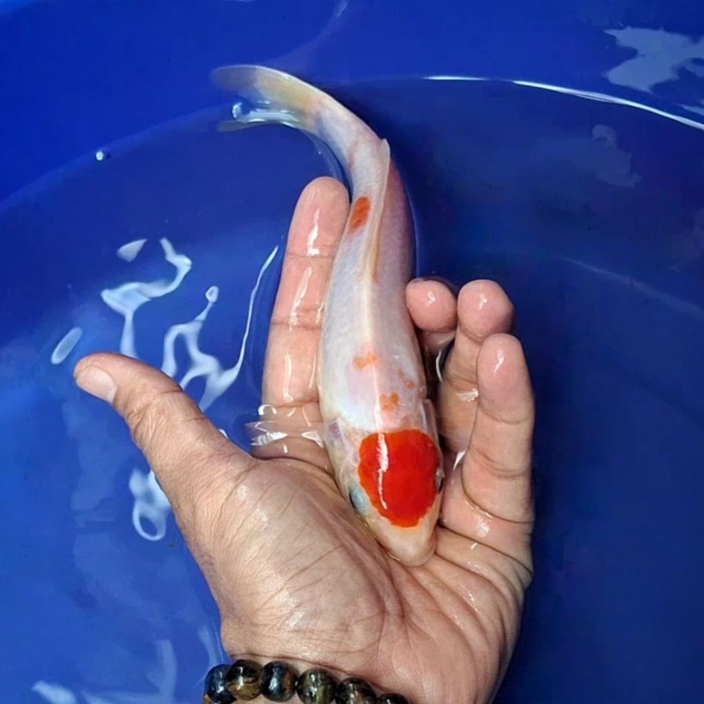 Ikan Koi Blitar Jenis Tancho / Rumah Koi Jakarta / kode 006