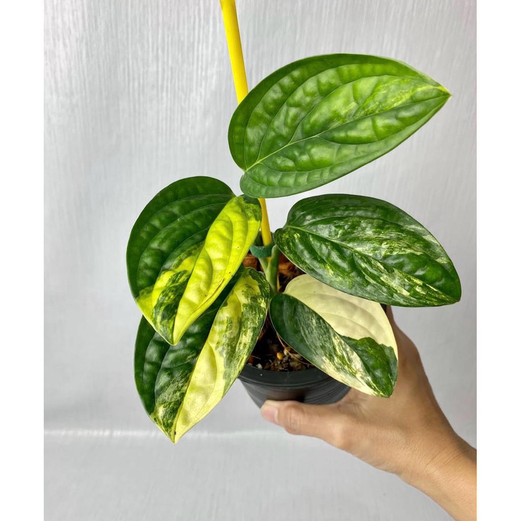 monstera karstenianum varigata 1daun