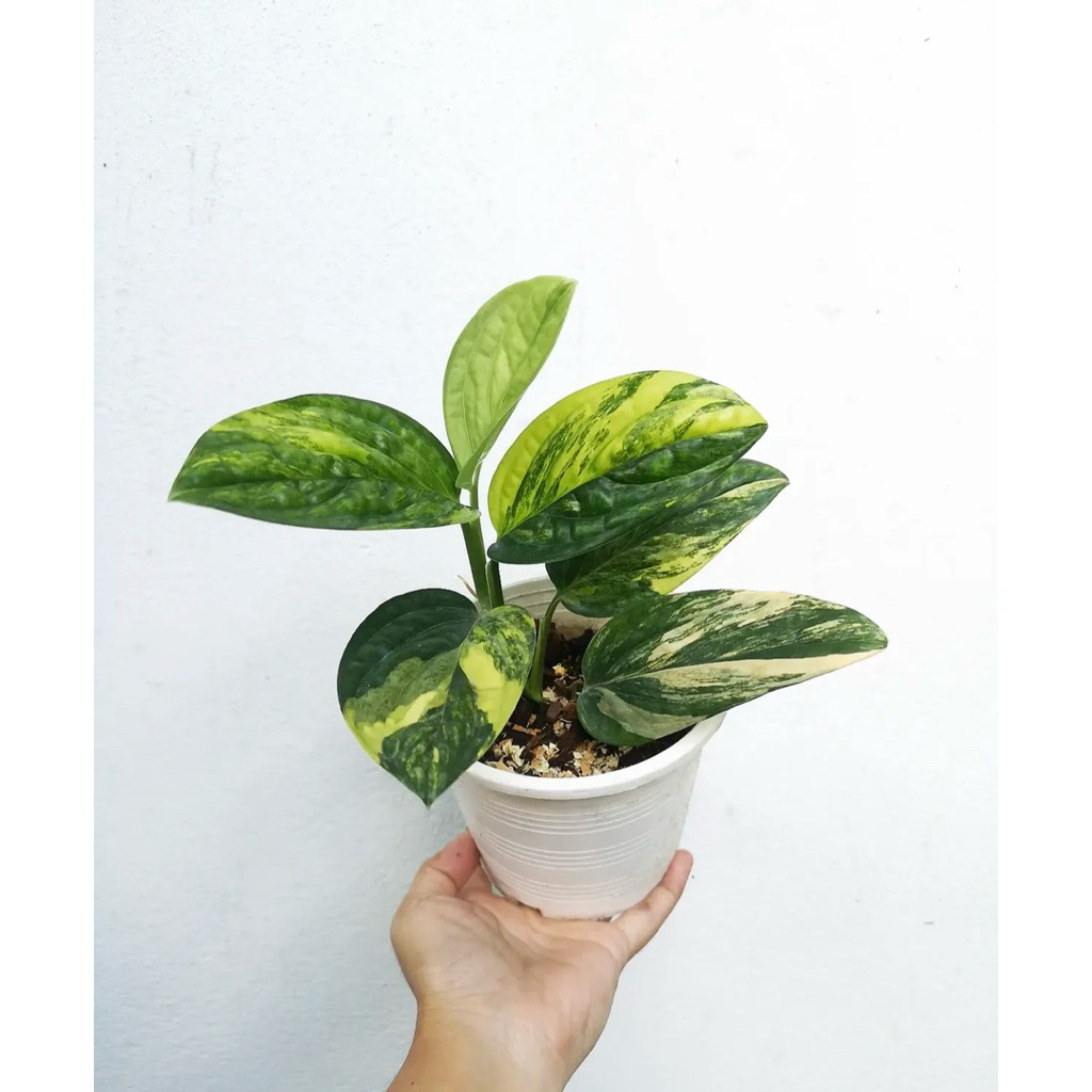 monstera karstenianum varigata
