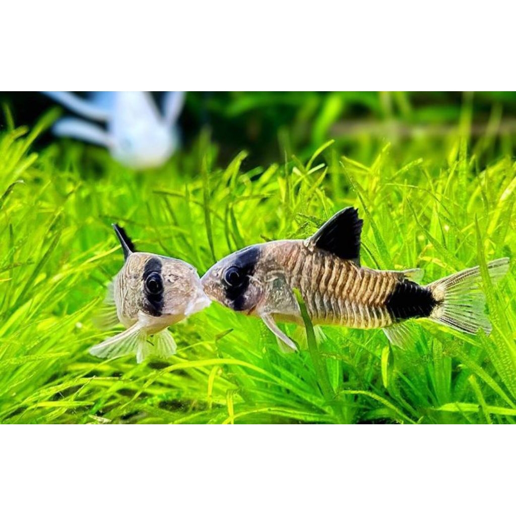 corydoras panda aquascape