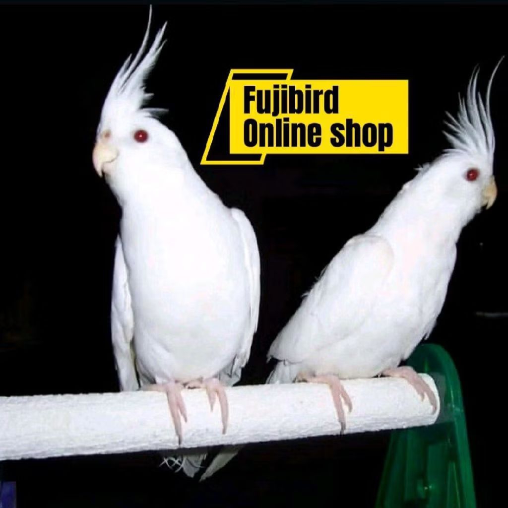 BURUNG FALK PARKIT AUSTRALI ALBINO MM SEPASANG