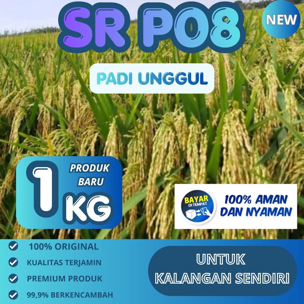 benih padi SR P08 Ultra genjah ORIGINAL 1kg padi super genjah 65 hst