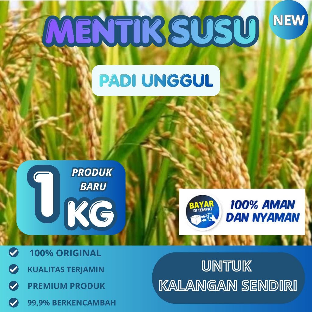Benih Padi Mentik Susu Super Wangi 1 Kg