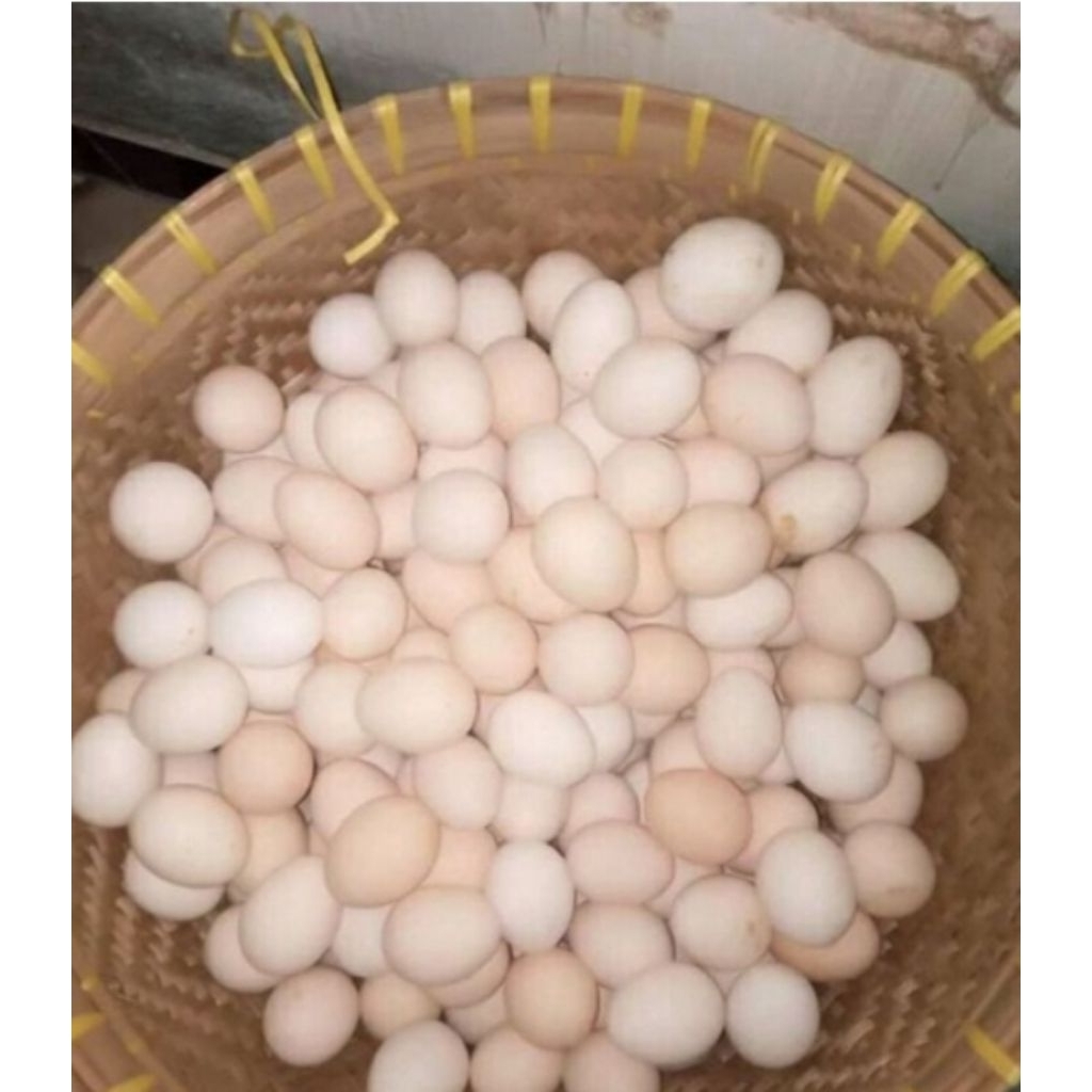 telur ayam jamu