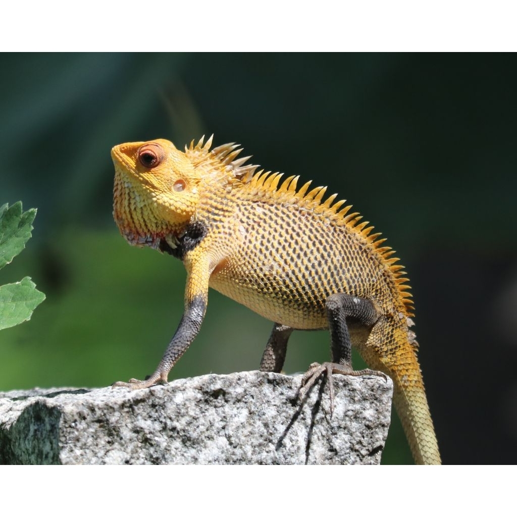 Mainan anak. Bunglon taman