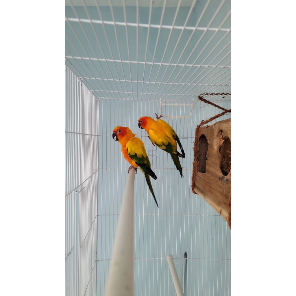 Mainan Sunconure Sepasang Induk Produksi
