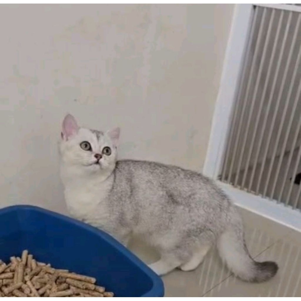 BSH silver betina