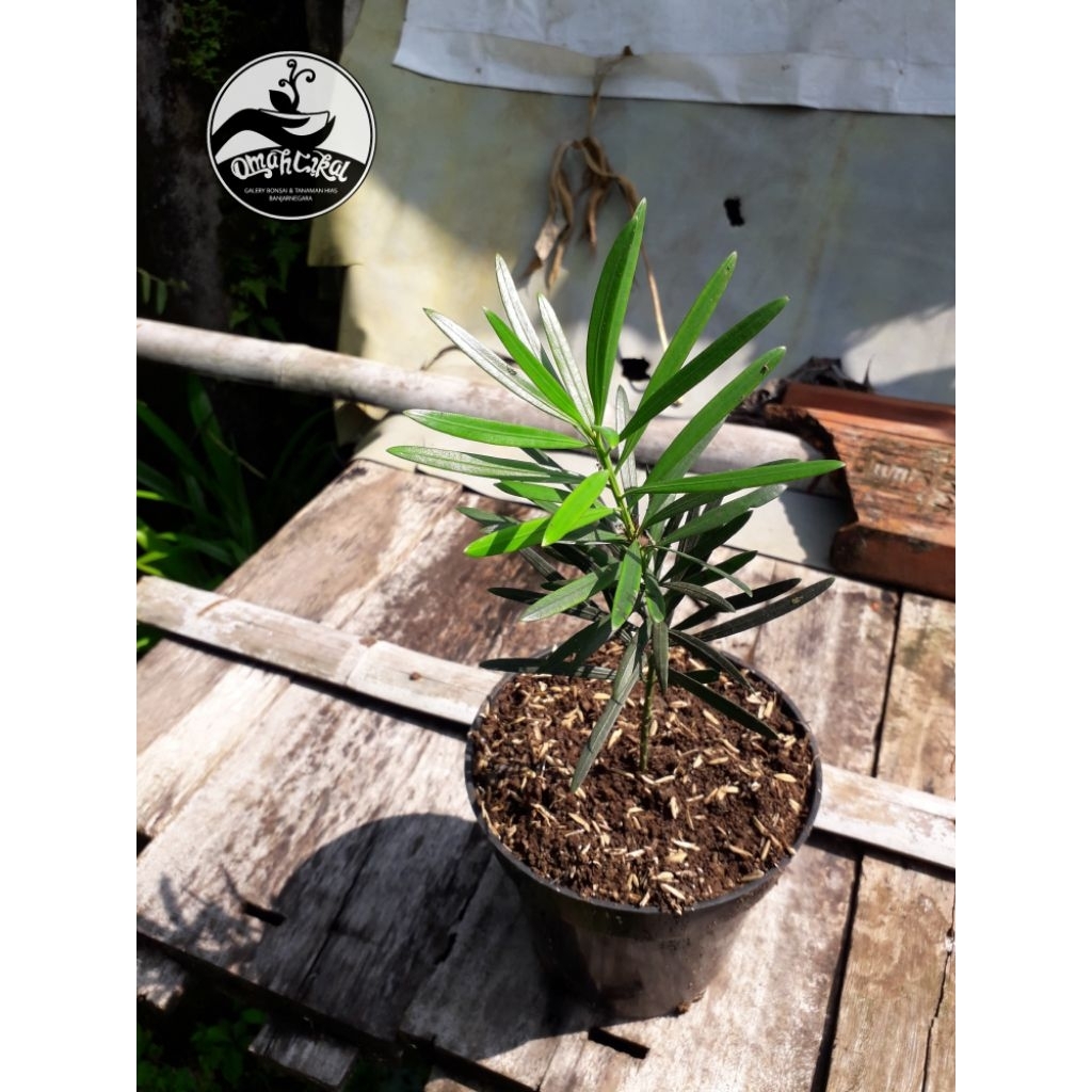 tanaman lohansung lidah burung/bibit bonsai lohansung lidah burung/lohansung lidah burung