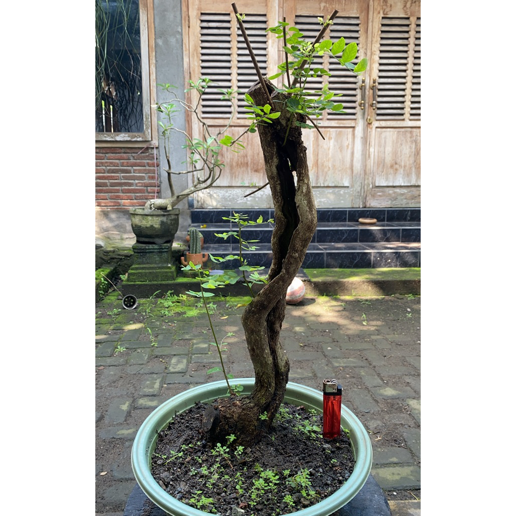 Bahan Bonsai Ileng-ileng / Mangsian / Pylantus reticulatus