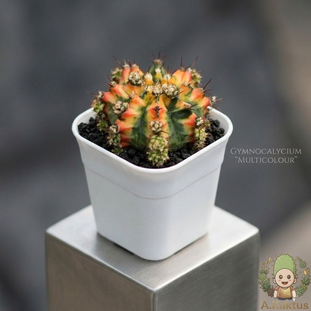 kaktus mini gymnocallycium "Multicolour" || gymnocallycium mihanovichii || gymno variegata