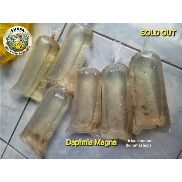 PAKAN IKAN GUPPY MOLLY CUPANG DAPHNIA MAGNA KUTU AIR KUTIR DM