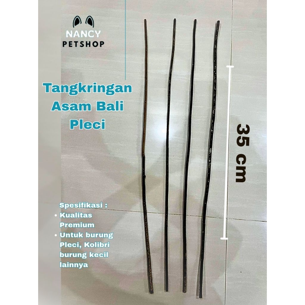 Tangkringan asam bali pleci / burung pleci / asam bali pleci / tangkringan pleci / Nancy Petshop