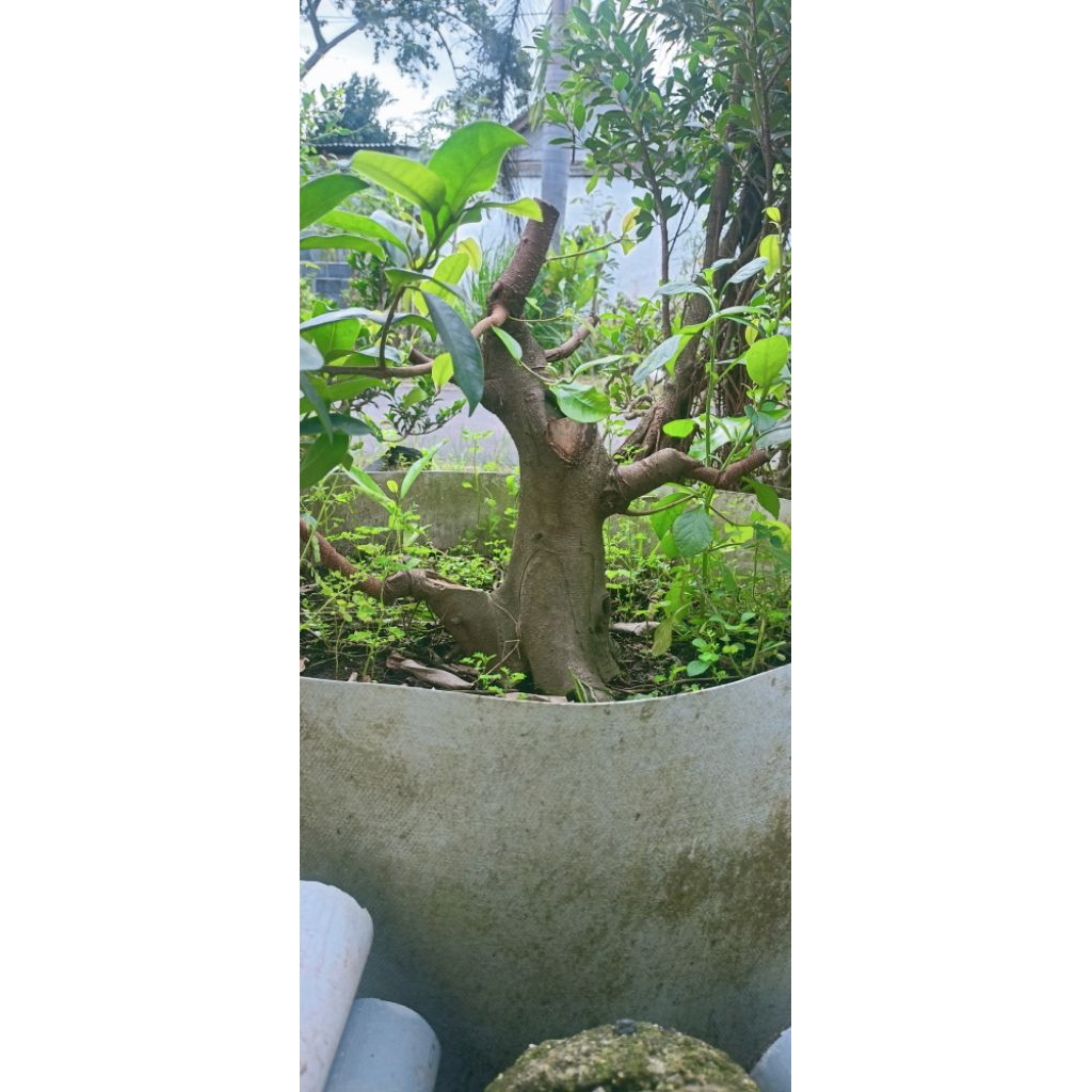 Bonsai ficus iprik beringin