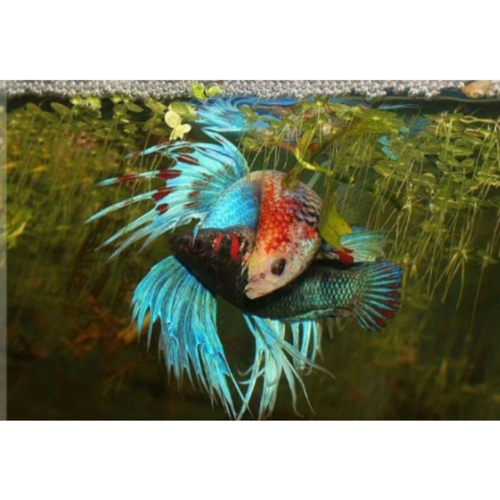 IKAN CUPANG CROWNTAIL/ SERIT SEPASANG ( LANGSUNG DAPAT JANTAN DAN BETINA)
