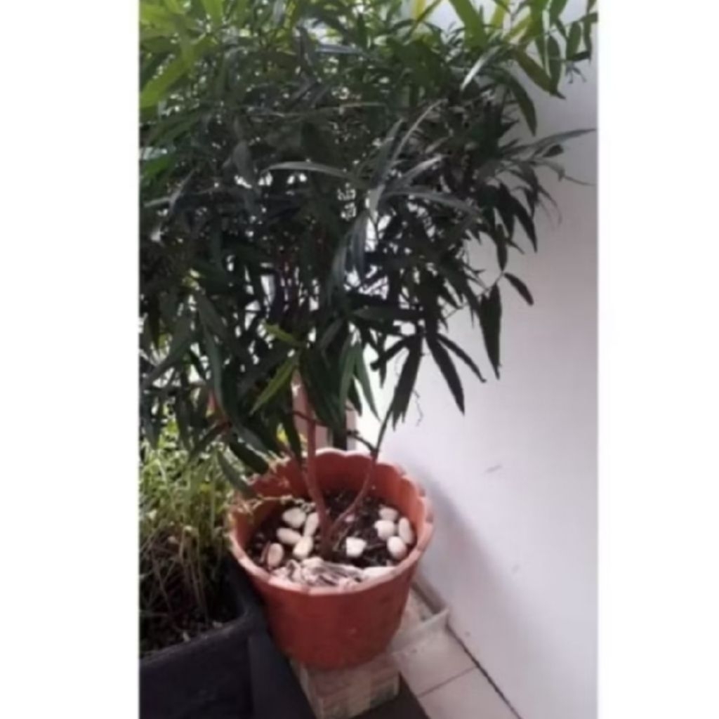 Pucuk Merah/R.super