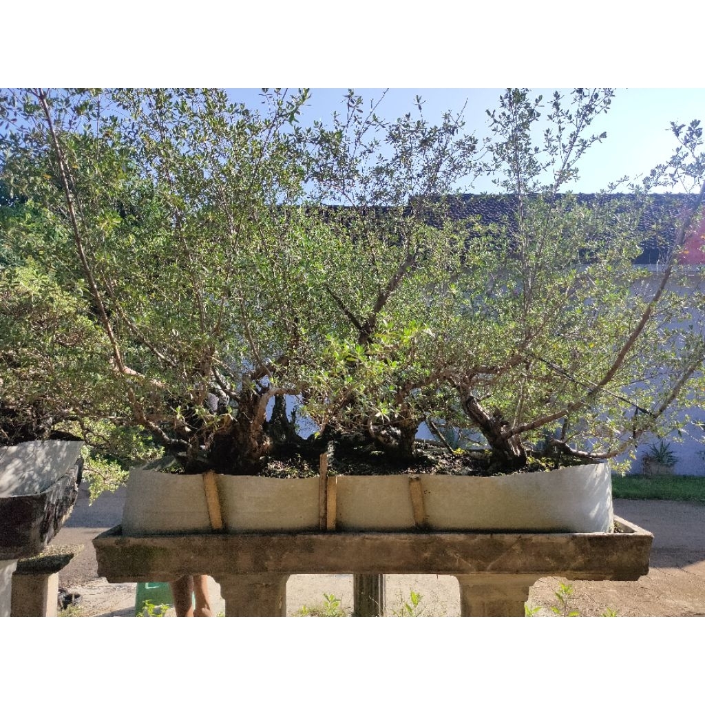 Bonsai Santigi Bahan Super Jumbo