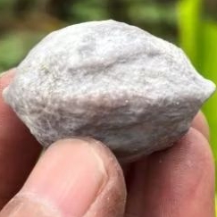 Muncang kemiri adu JAWAAN si doyong