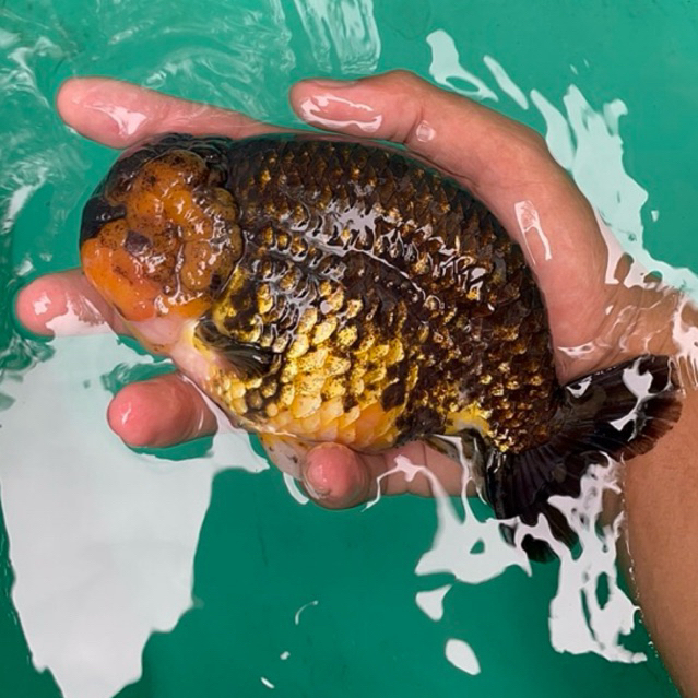 Ikan Mas Koki Ranchu Lionchu Buffalo Rancu Red White RW Lucu Besar Jumbo