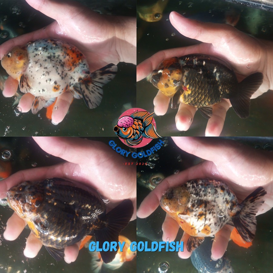 Ikan Hias Mas Koki Ranchu Rancu Pancawarna Calico Tiger HIGH QUALITY