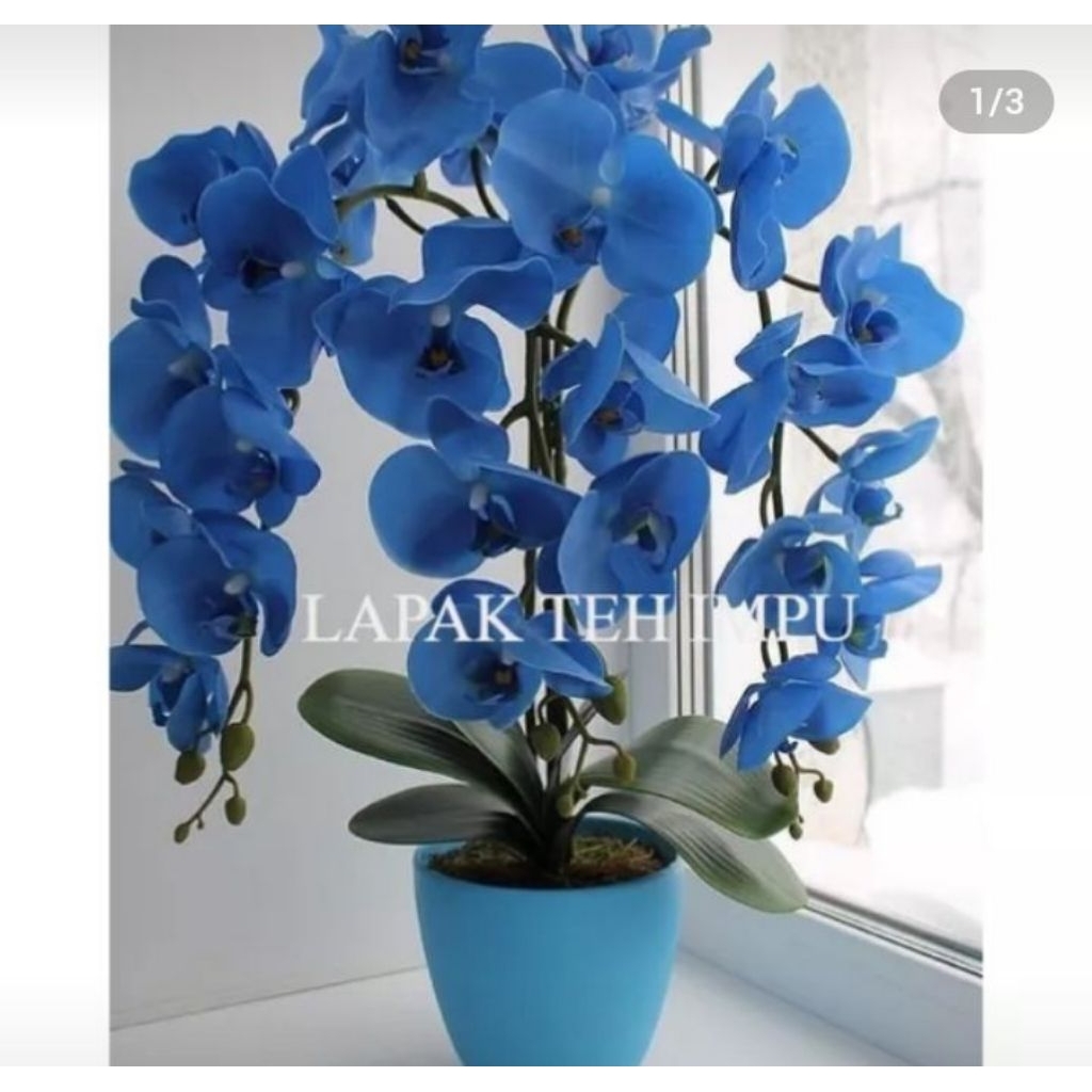 anggrek dendrobium biru