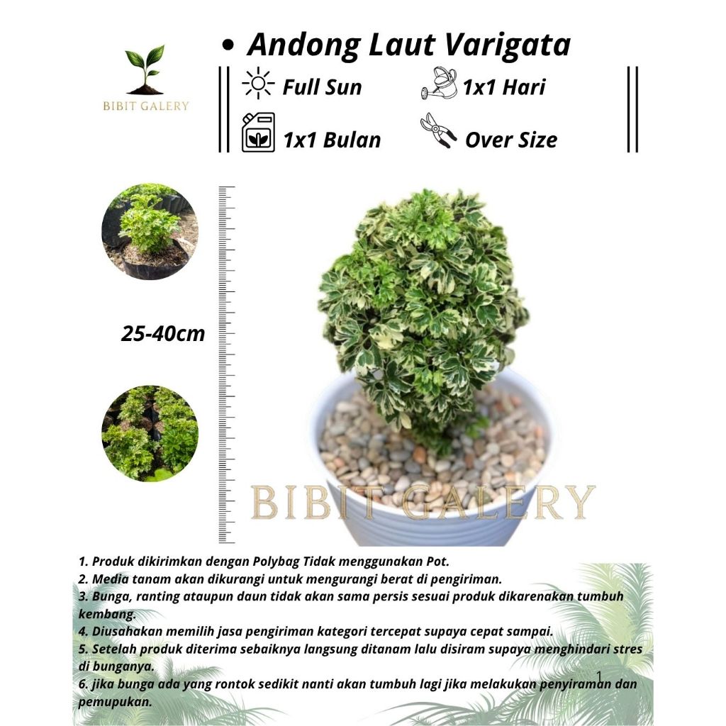 Andong Laut Varigata - Tanaman Hias Kedondong Laut Rimbun - Dondong Laut Varigata