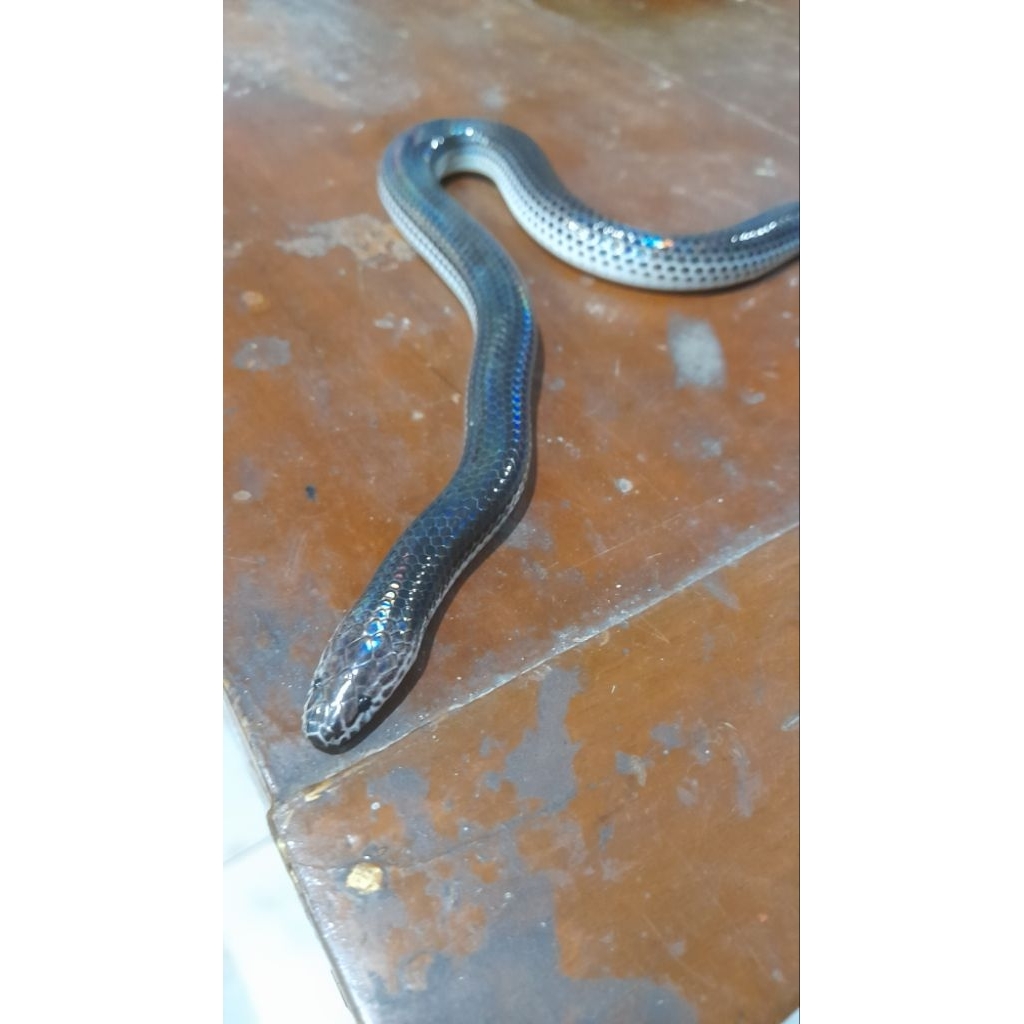 MAINAN ANAK ULAR PELANGI CANTIK