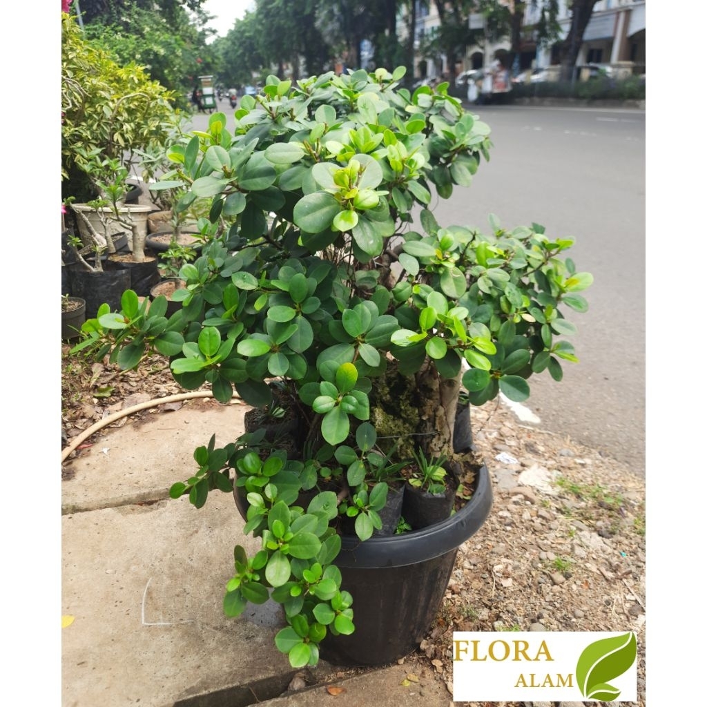 Tanaman beringin dolar / bonsai dolar