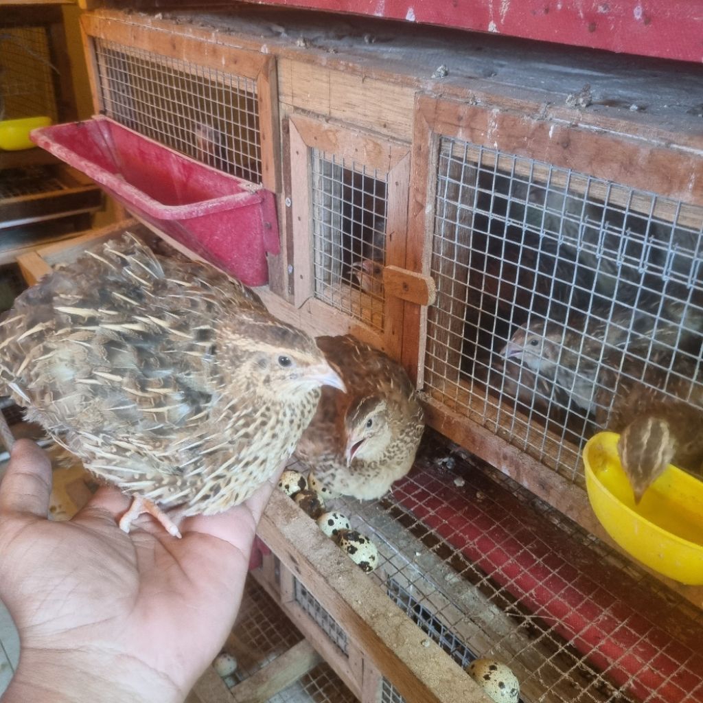 Burung puyuh betina siap bertelur