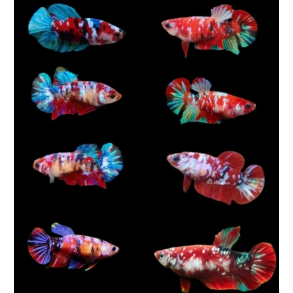 betina red koi galaksi, red guardian dan red barongsai