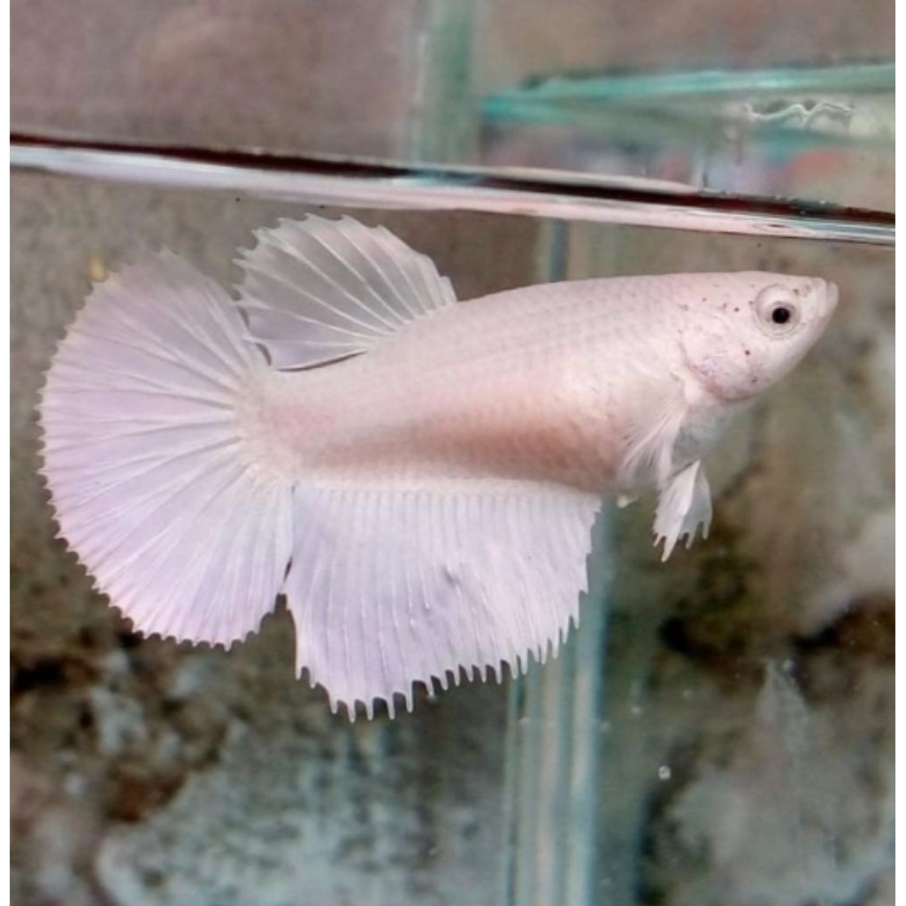 betina WP hm/halfmoon white platinum