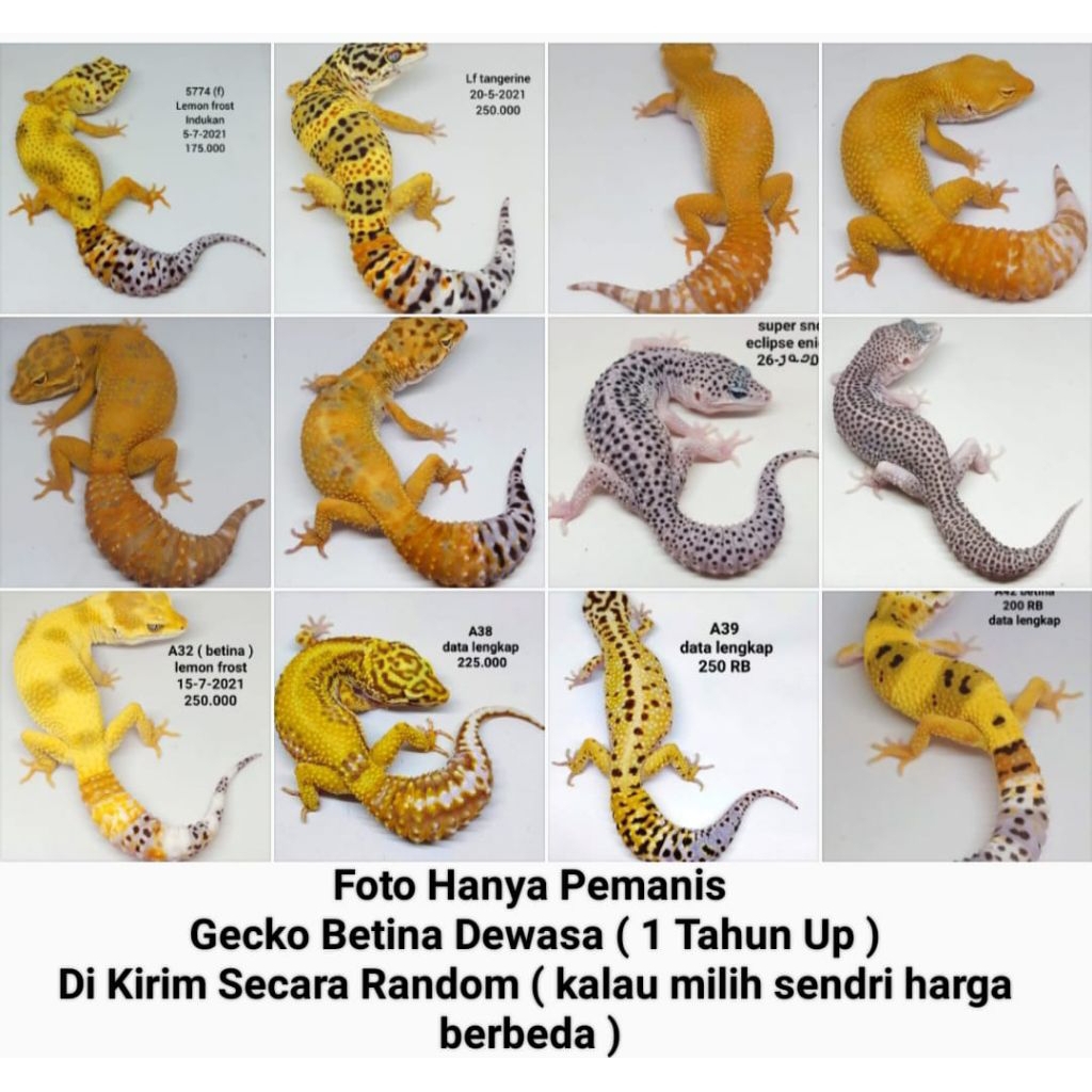 GECKO LEOPARD DEWASA SIAP BREED