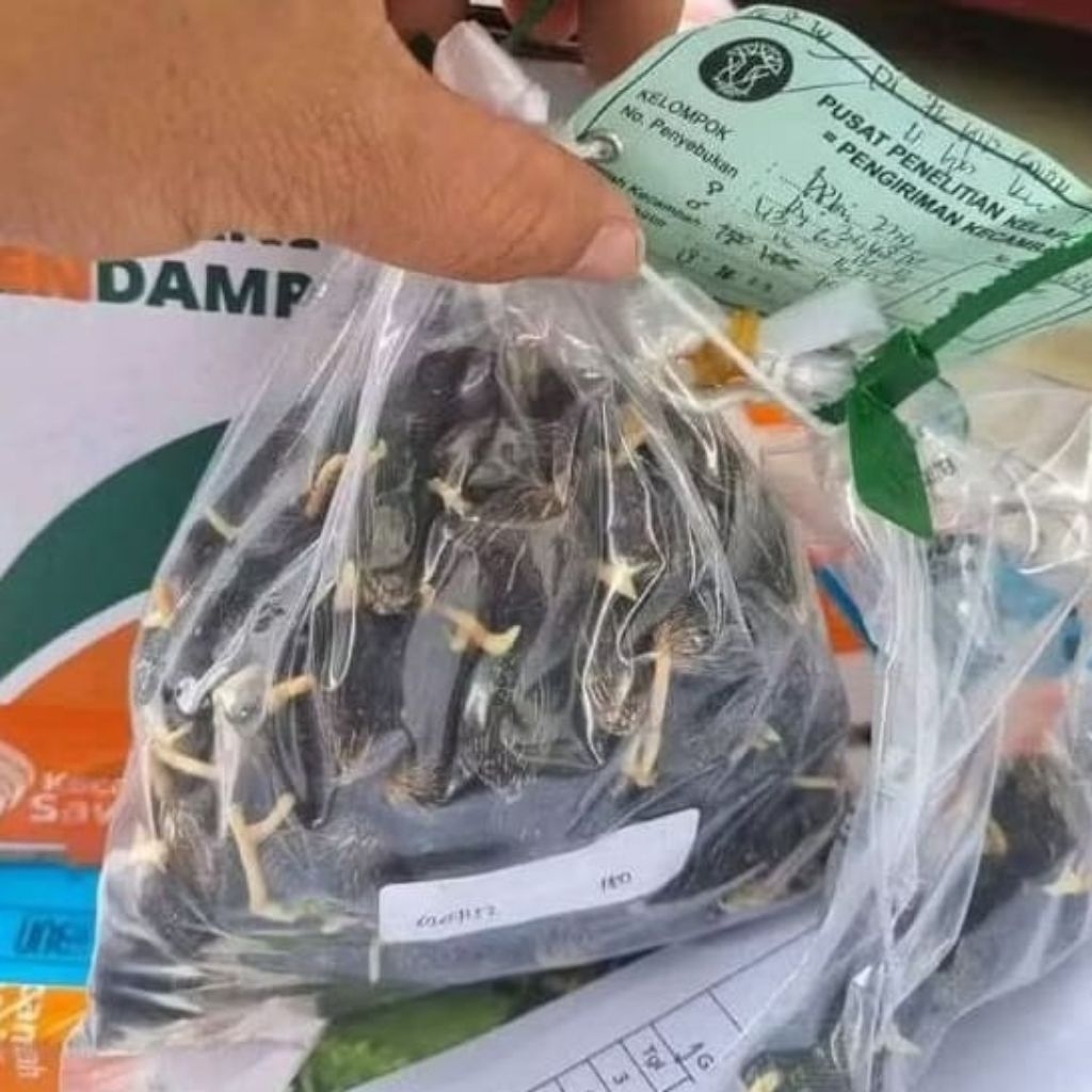 BENIH BERKUALUTAS PPKS MEDAN DUMPY
