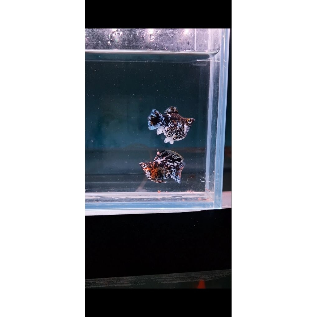 MOLLY CALICO SAILFIN KONTES