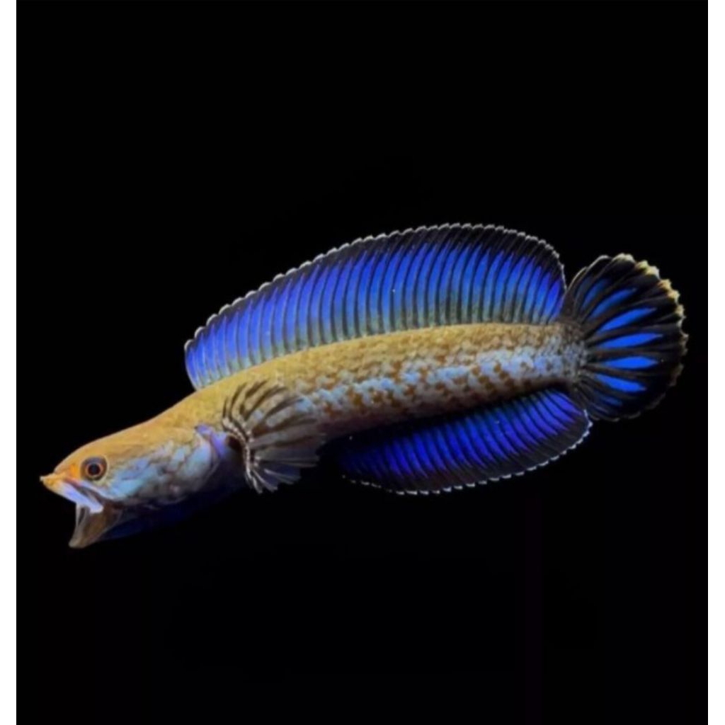 ikan Channa andrao gondrong 5-6cm Jaminan hidup