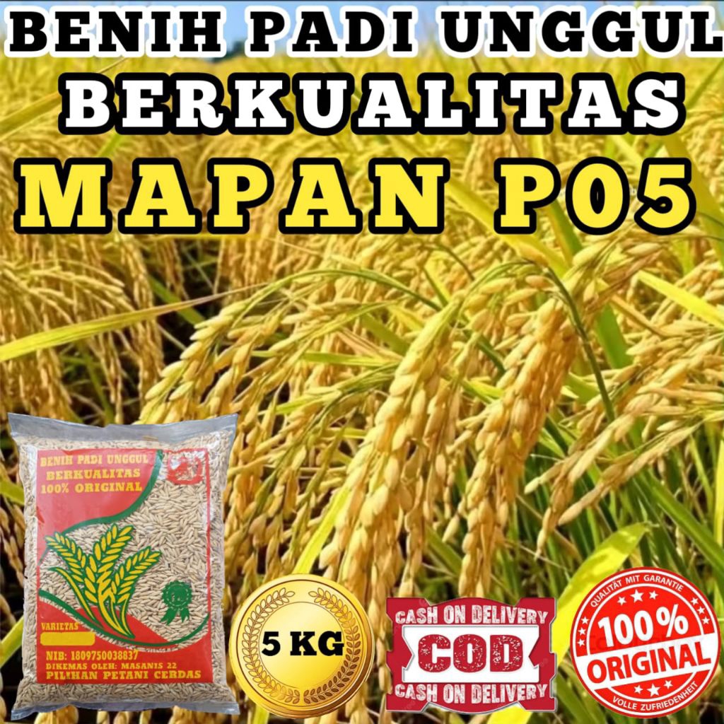 BENIH PADI UNGGUL MAPAN P05