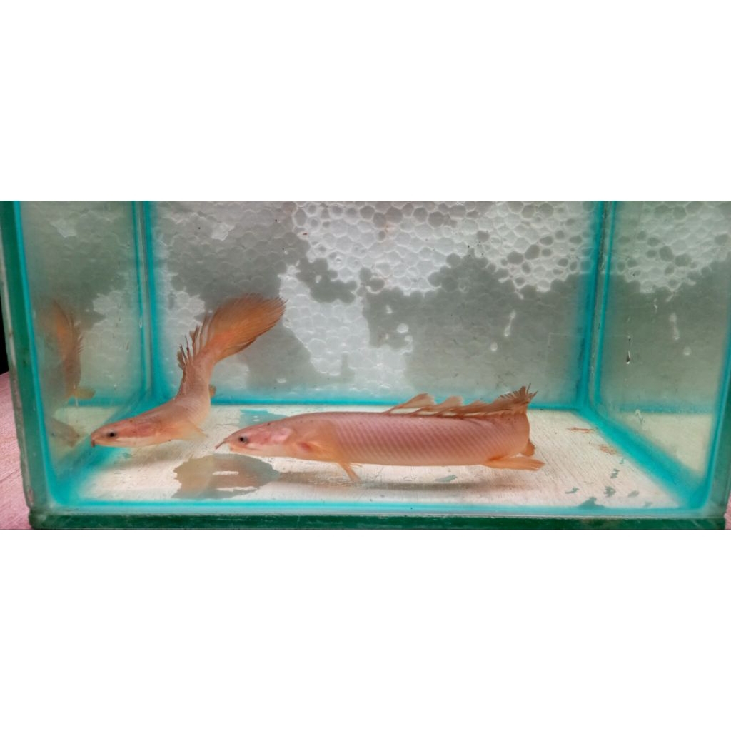 Ikan palmas senegalus slayer 13-15cm