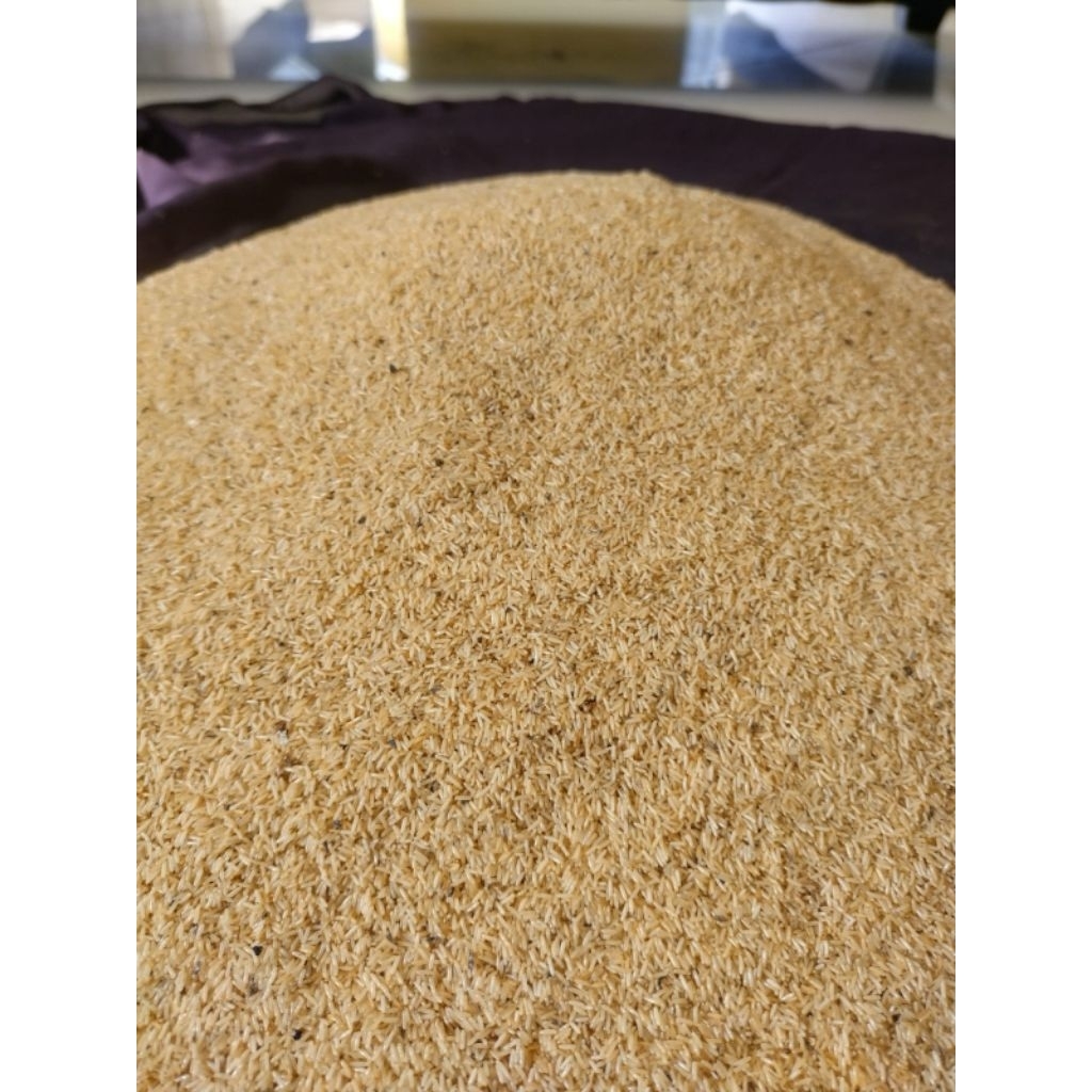 Telur Jangkrik Alam 600gram Kualitas Unggul