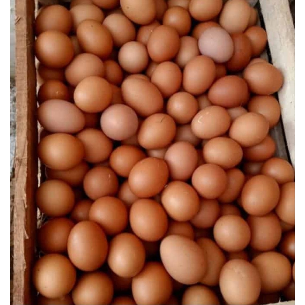 Telur Ayam Negeri isi 15 butir / Telur Ayam Curah