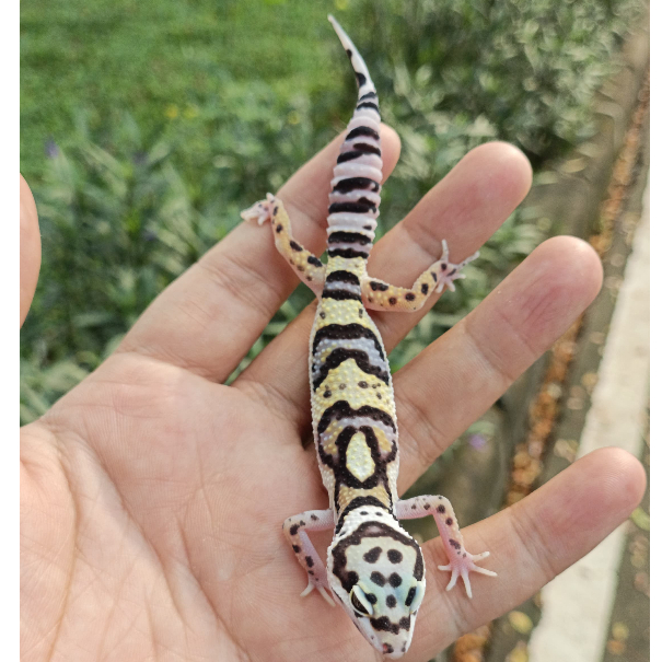 Leopard Gecko Black Night ph Tremper | Female  Gecko Sehat Aktif Jinak - BN10F