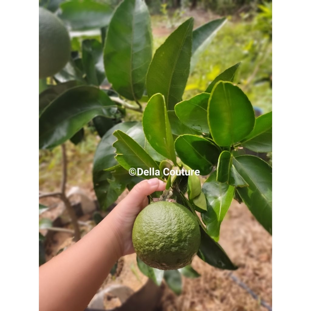 Bibit Jeruk Sunkist Madu Tinggi 50cm Bisa Tabulampot