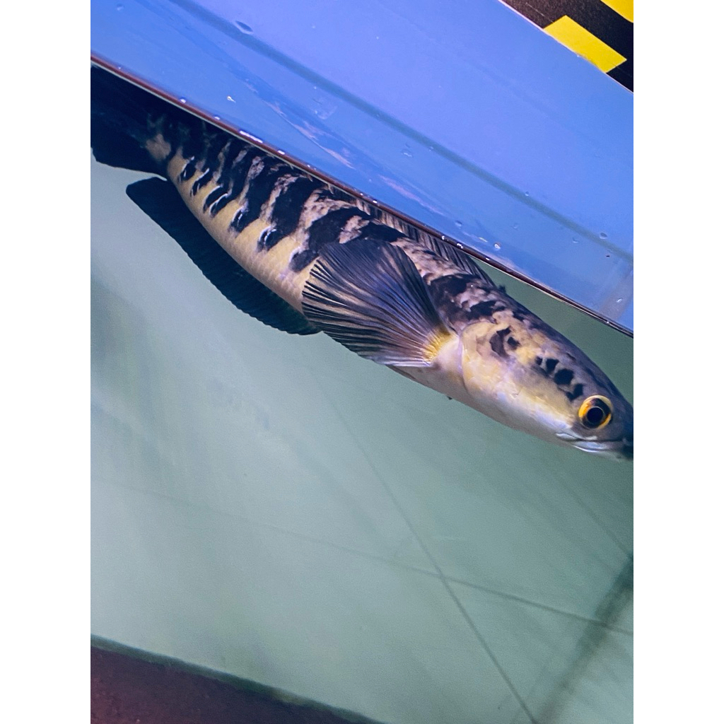 bahan ikan Hias Channa Maru Yellow Sentarum 14-16cmn