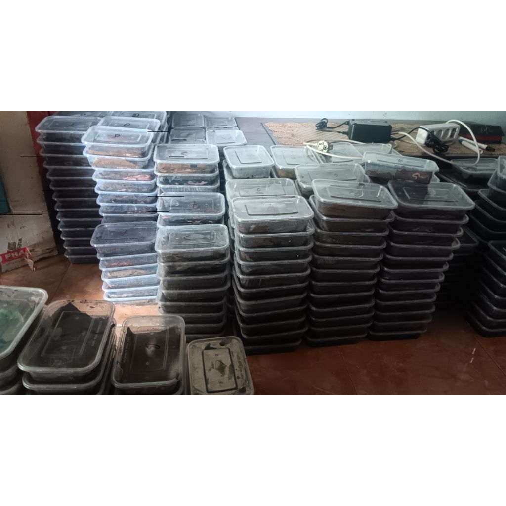CACING NIPAH / PUMPUN PAKET PER BOX